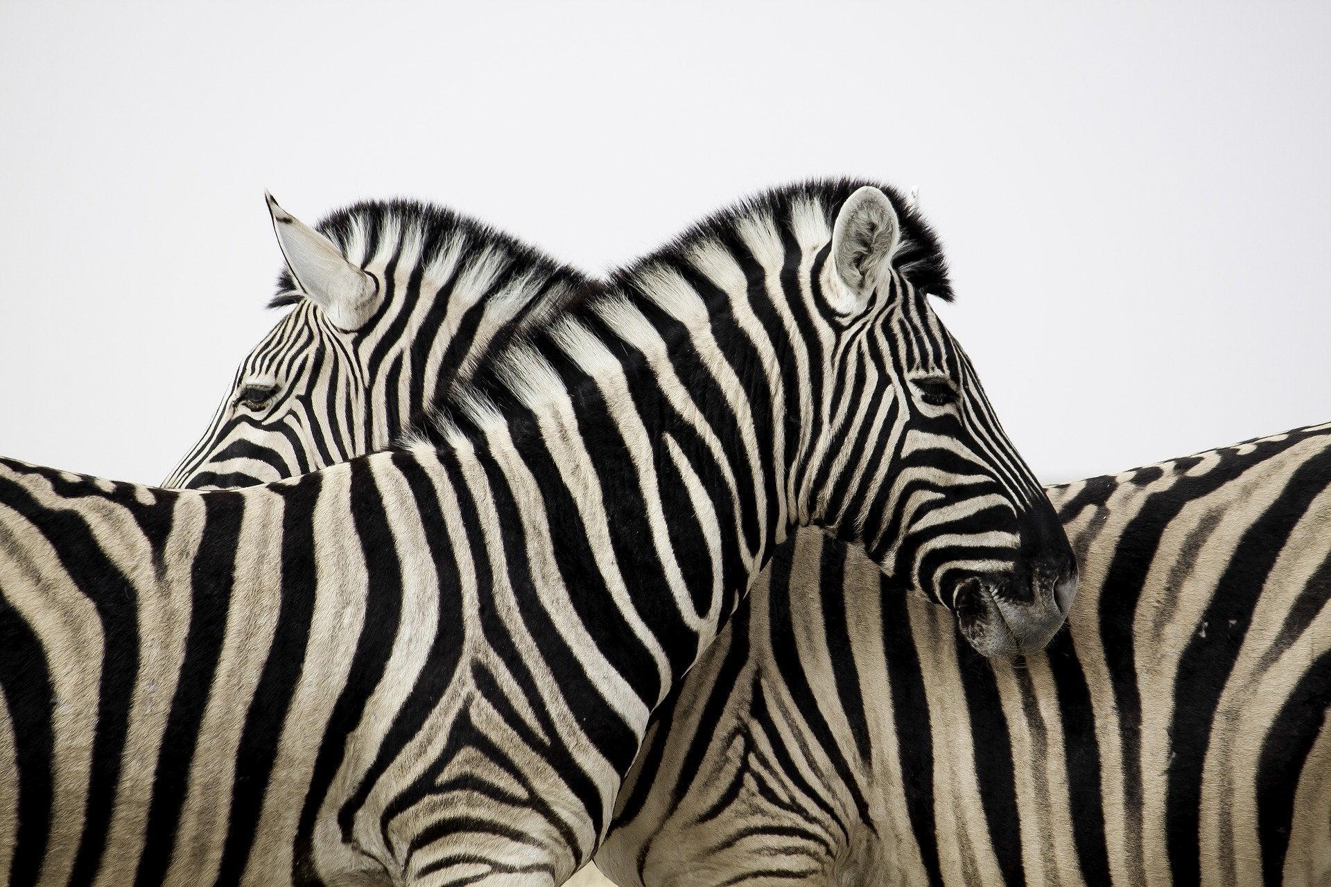 So, why the Zebra?