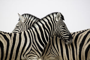 So, why the Zebra?